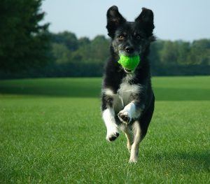 exuberant-dog