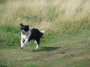 Border-Collie-Running