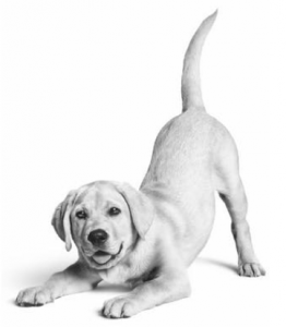 Labrador_Retriever